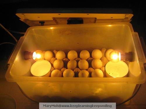 The image above is an example of a homemade chicken incubator. The 